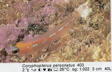 Coryphopterus personatus